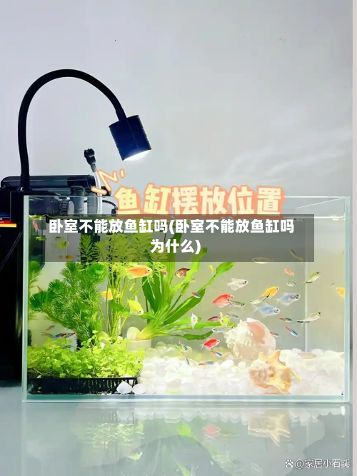 卧室不能放鱼缸吗(卧室不能放鱼缸吗为什么)-第2张图片