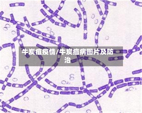 牛炭疽疫情/牛炭疽病图片及防治-第2张图片