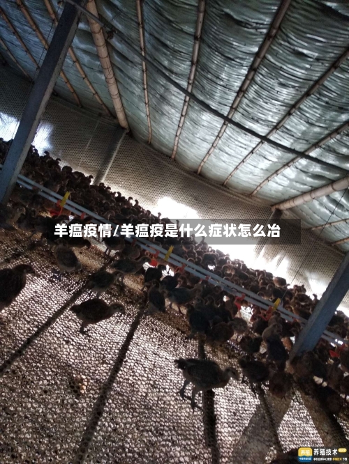 羊瘟疫情/羊瘟疫是什么症状怎么冶